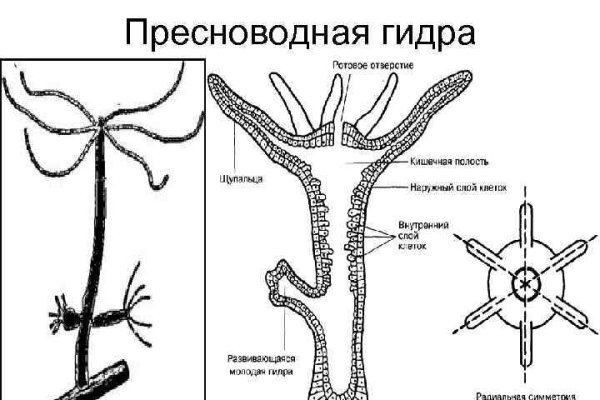 Официальное ссылка омг омг